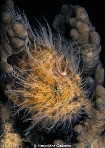 Hair frog . Lembeh strait 
Nikon d800E , 105 macro , two... by Marchione Giacomo 
